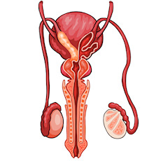 tratament prostata si prevenire probleme prostata